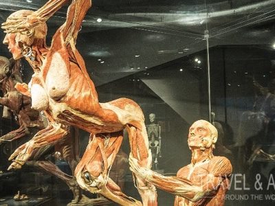 В музее человеческого тела в Амстердаме