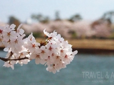 Сакура: цветущая вишня, как символ Японии
